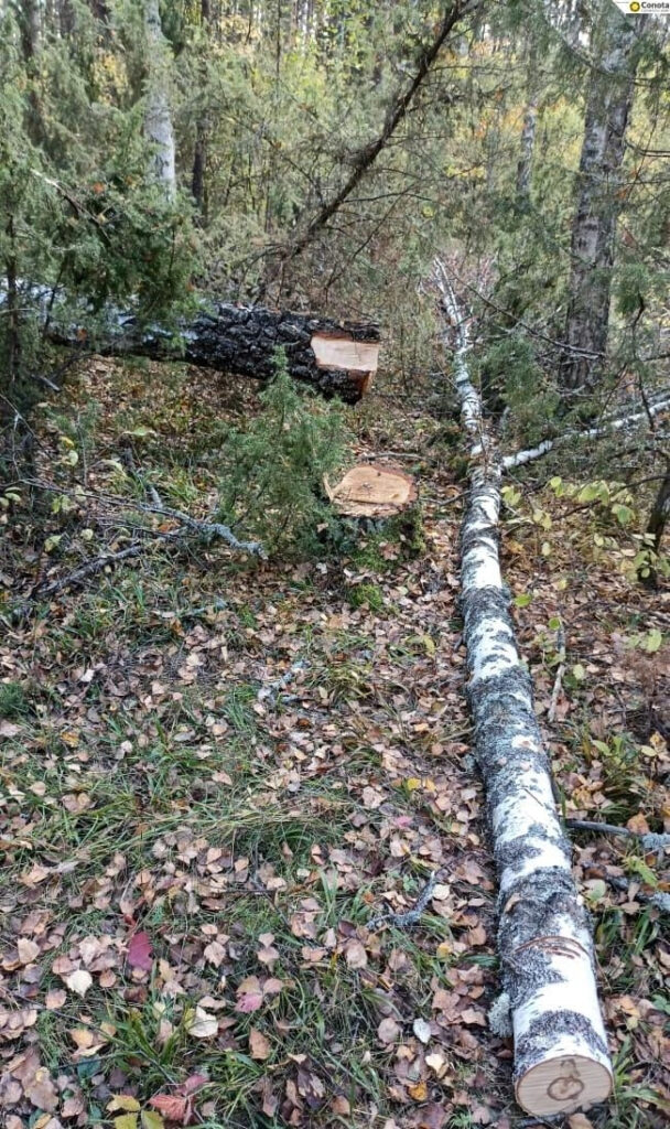 До двух лет тюрьмы может получить человек, спиливший березу в лесу