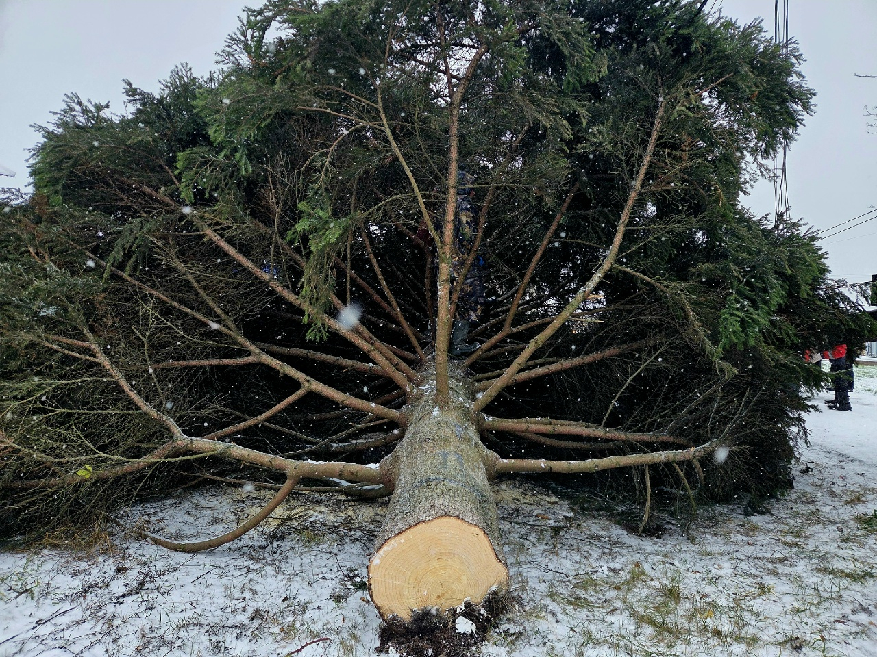 Новогодние сосны, подготовленные к отправке из Мурома