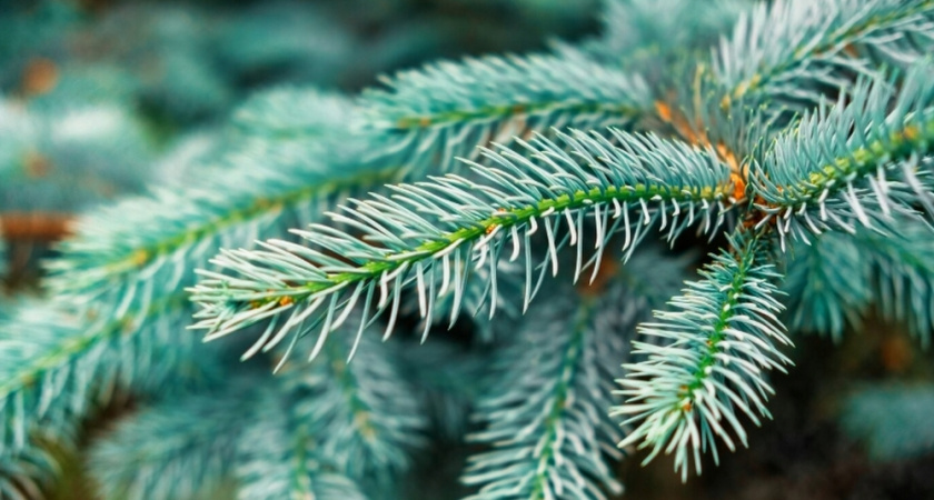 Бизнесмены Владимирской области начали доставку сосен на рождественские базары