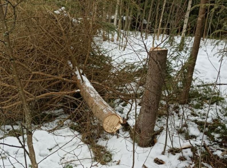 Иллюстрация к новости о незаконной рубке леса в Муроме