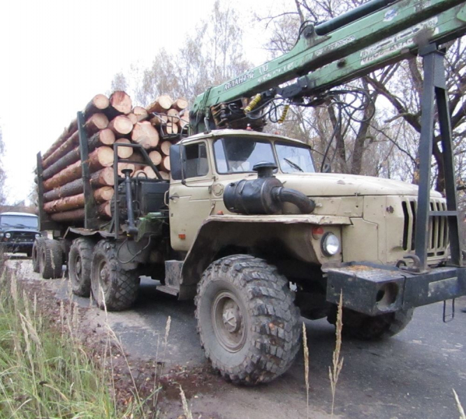 Иллюстрация к делу о незаконной рубке леса