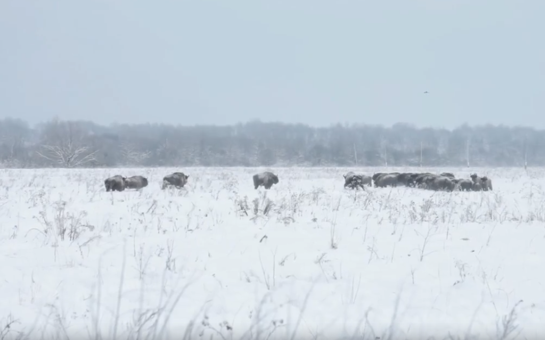 Муромская станция юных натуралистов в Алешунино