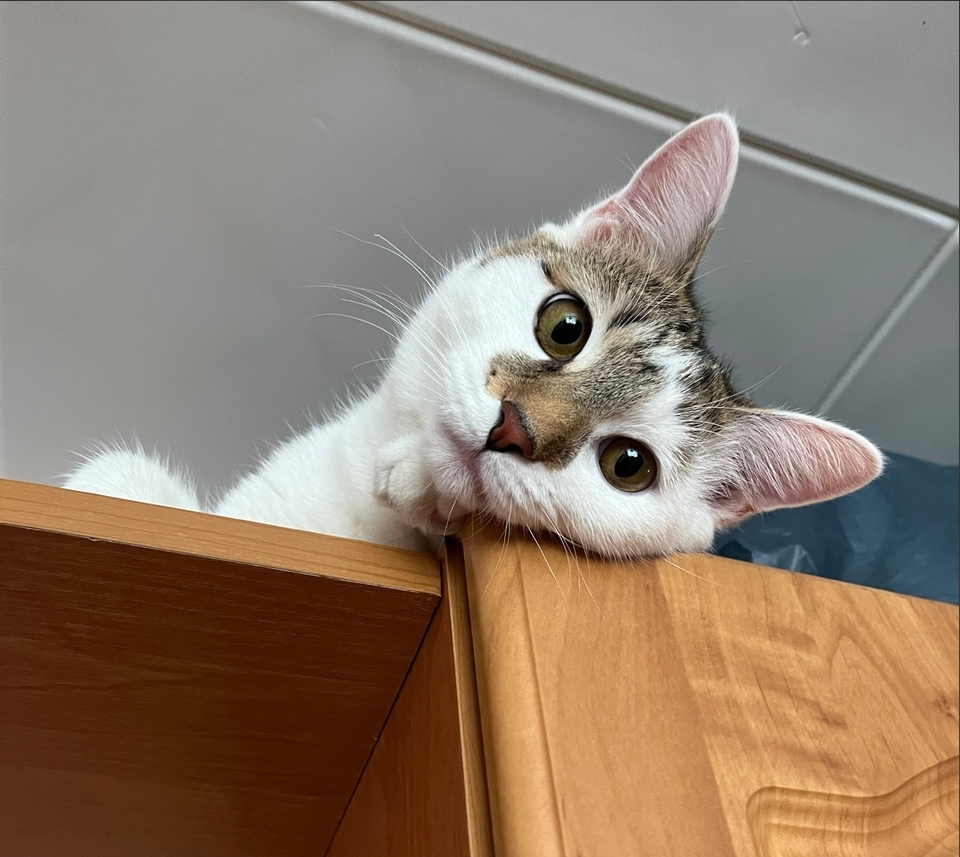 Вакцинация животных в Муроме