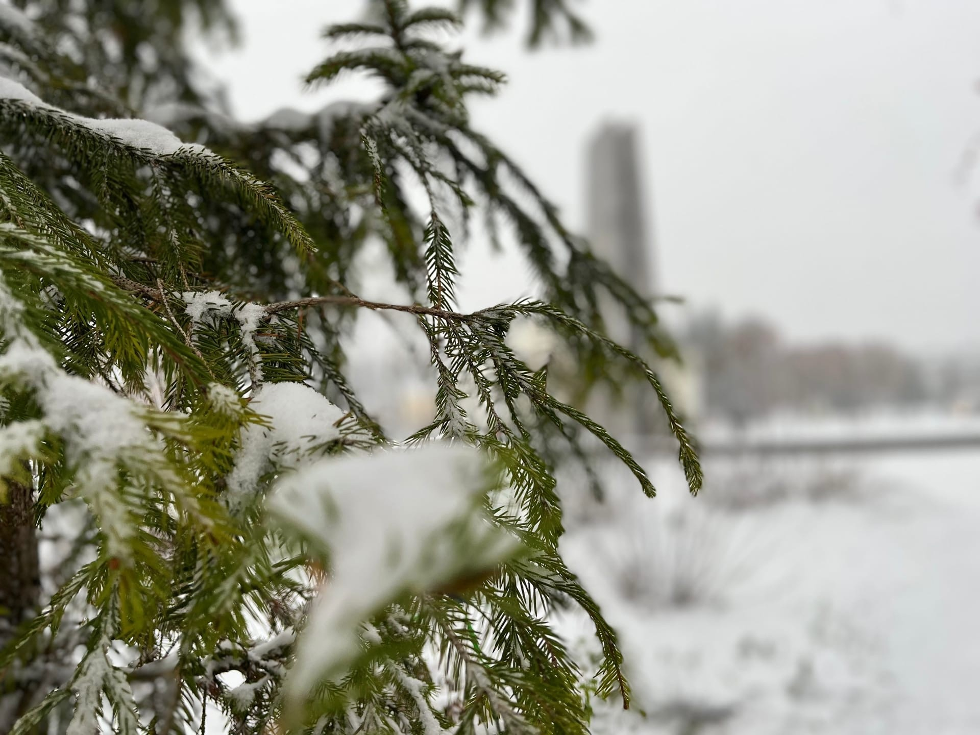 Анонс лекции «Лиза Алерт» в Муроме