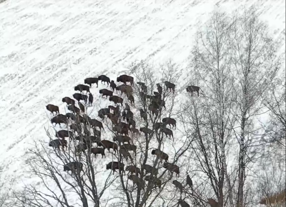 Европейский зубр в национальном парке Мещера