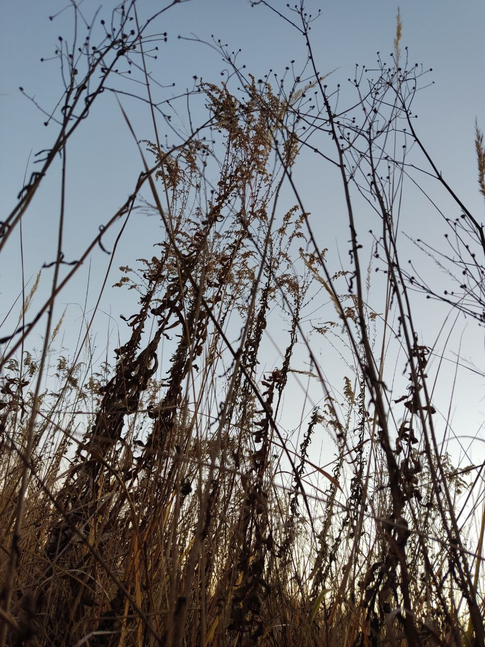 Иллюстрация к новости об укусе клеща